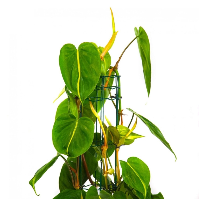 Филодендрон лазящий сканденс