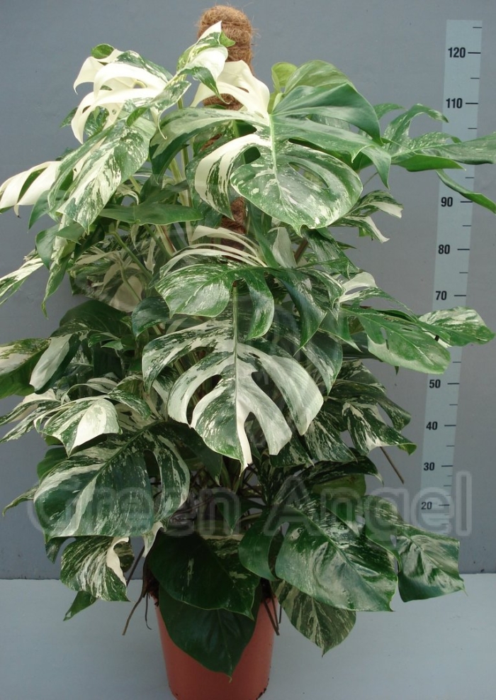 Монстера вариегатная