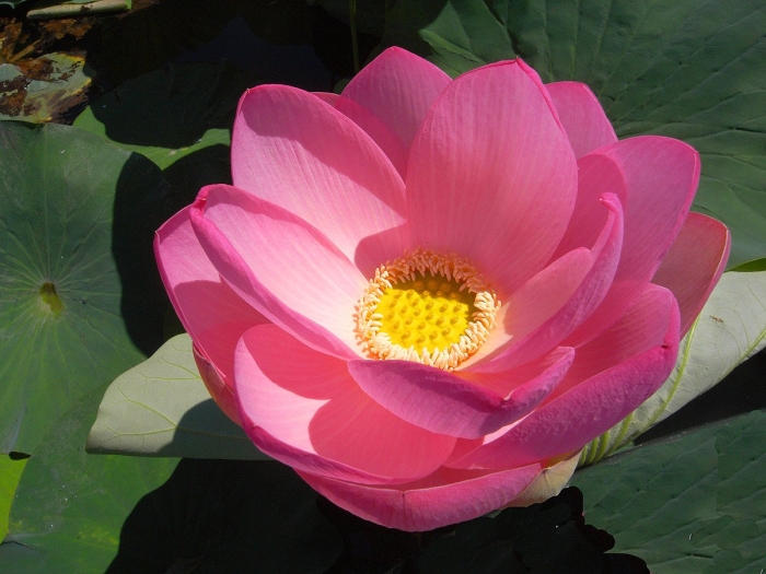 Лотос орехоносный nelumbo nucifera
