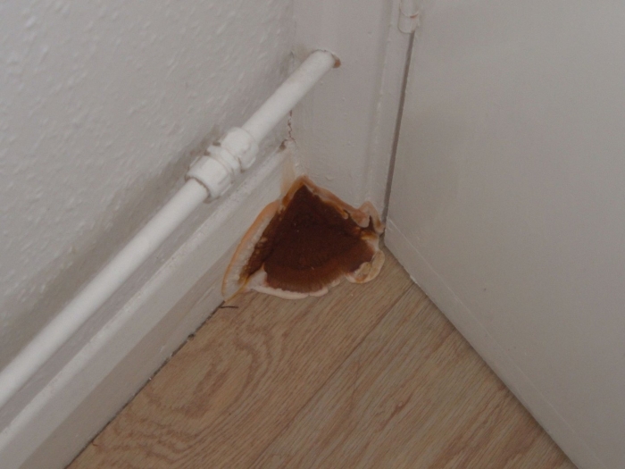 Домовой гриб