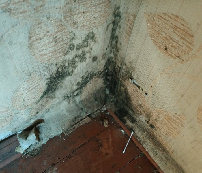 Плесень на полу