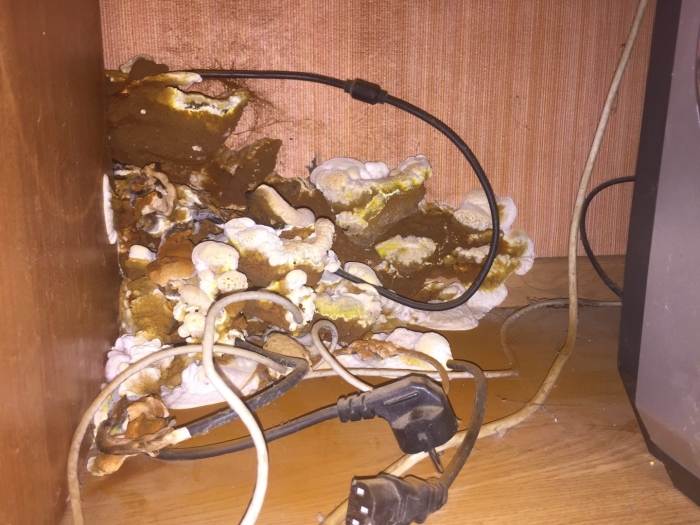 Грибы в квартире от сырости