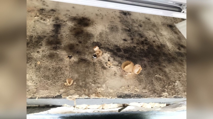 Грибы растущие в сырости