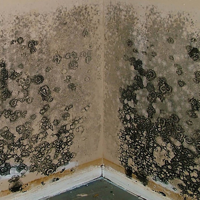 Черная плесень аспергилл черный