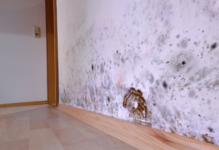 Грибок на стенах в квартире