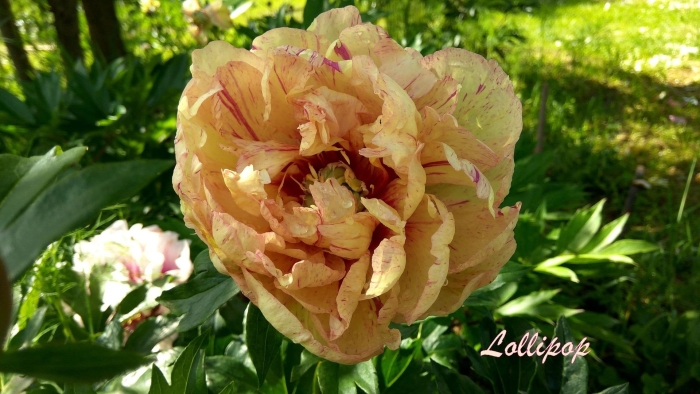 Пион лоллипоп