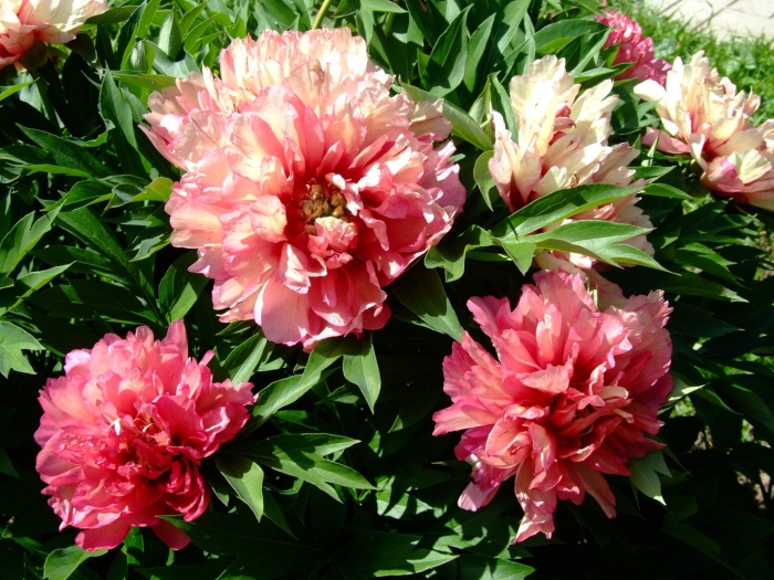 Пион хиллари