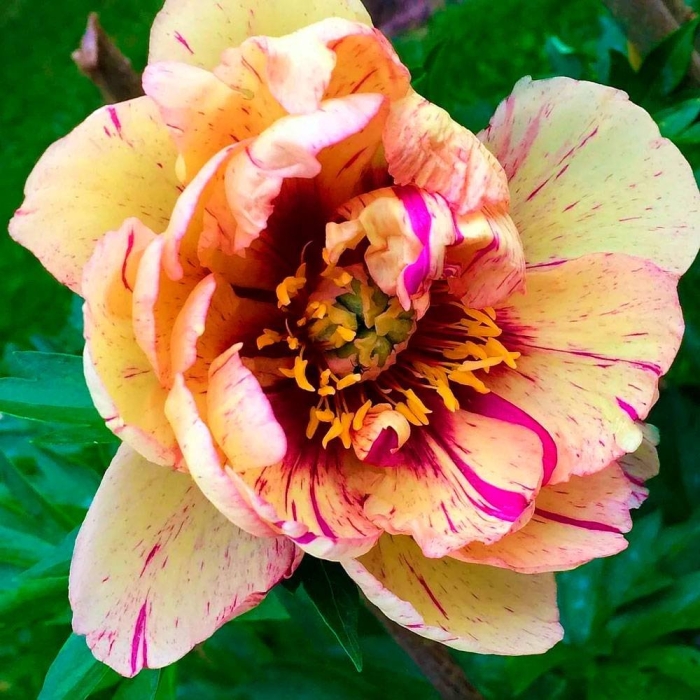 Пион ито лоллипоп