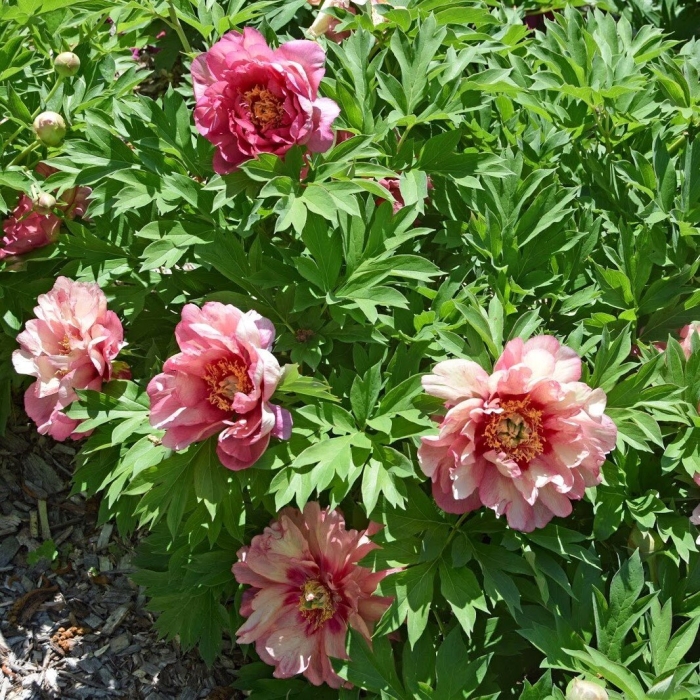 Paeonia itoh magical mystery tour