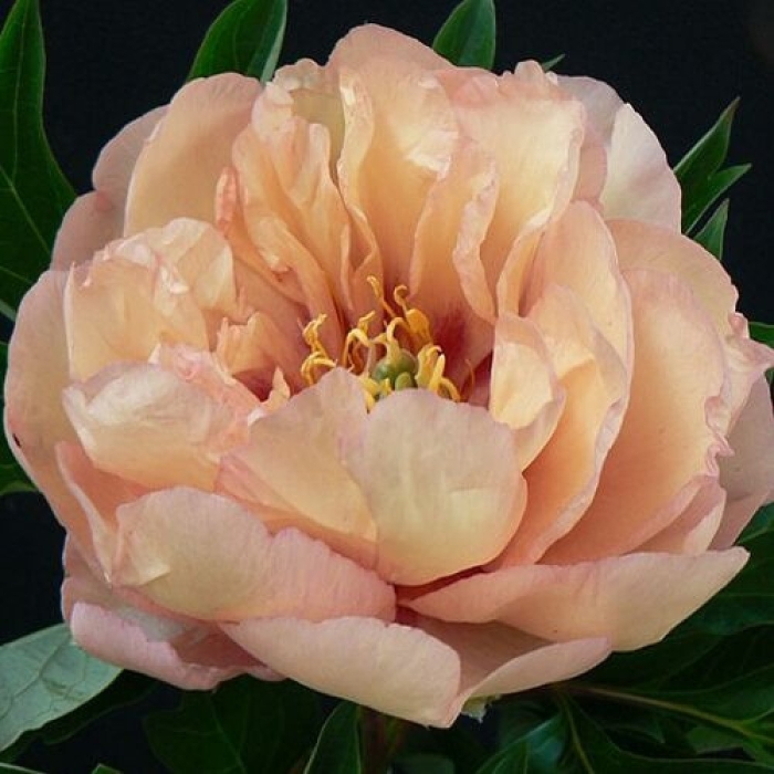 Пион canary brilliants