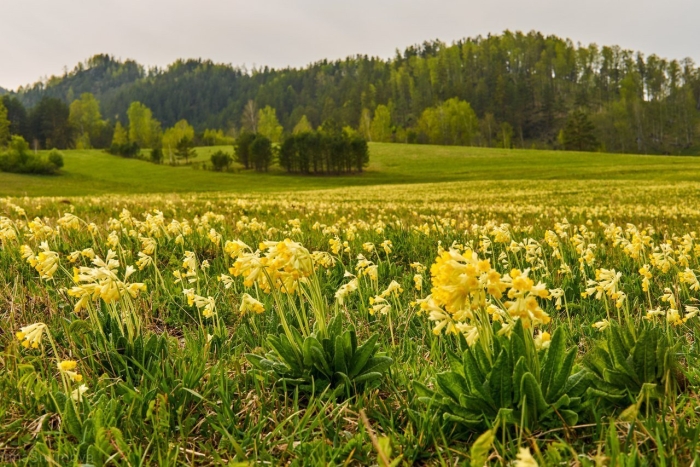 Примула лесная желтая
