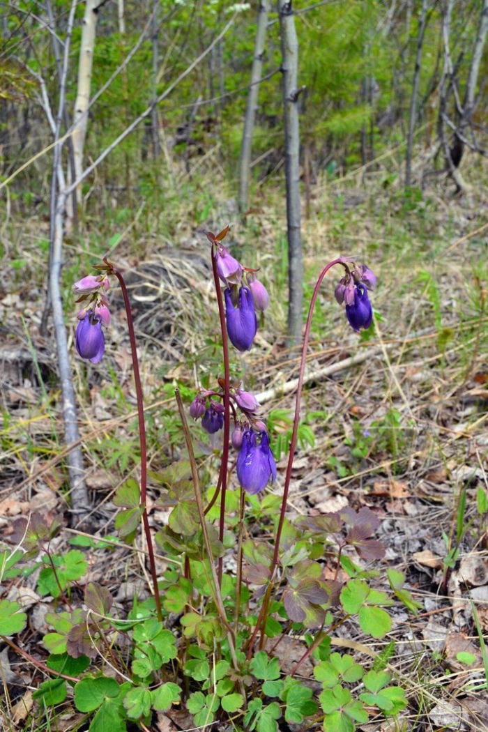 Водосбор сибирский