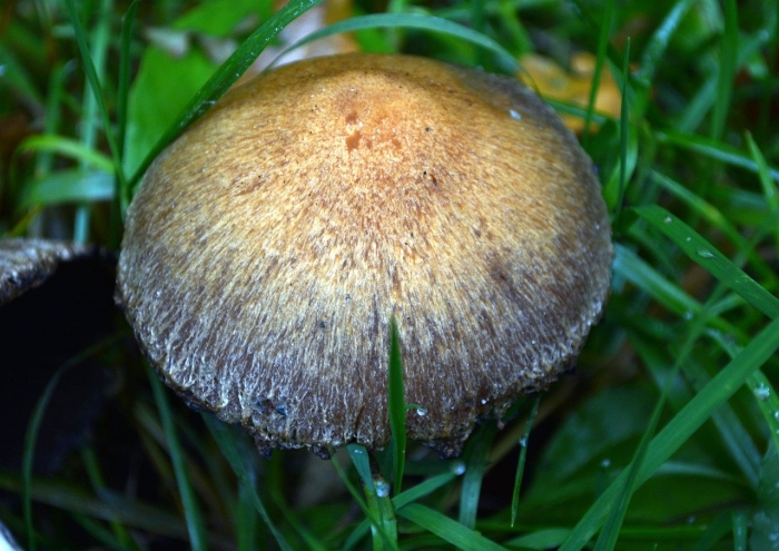 Panaeolus papilionaceus