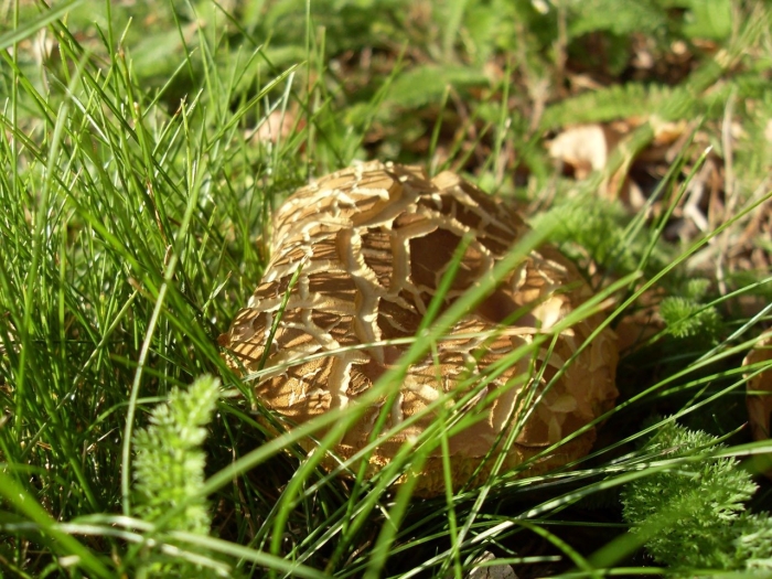 Сморчок гриб съедобный