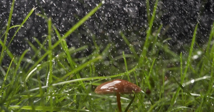 Дождь ситник