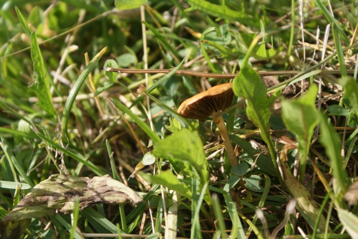 Marasmius oreades