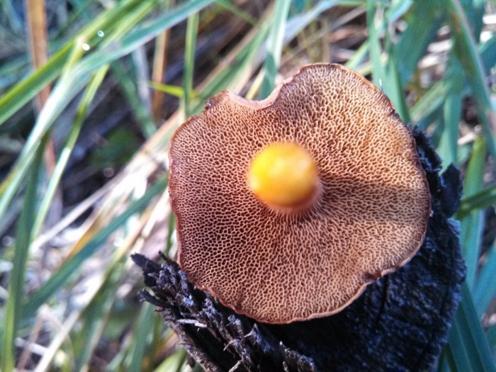 Моховик масленок перечный гриб