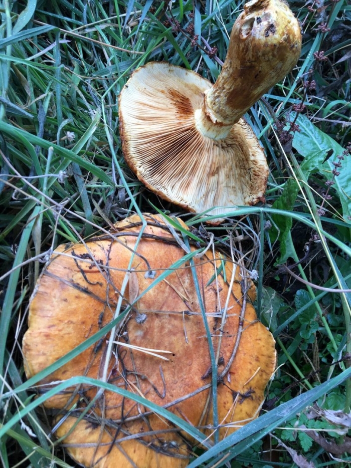 Млечник рыжик гриб