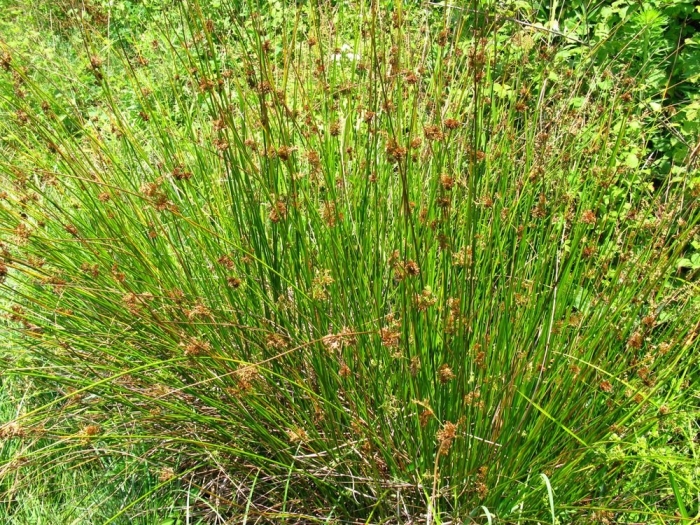 Ситник развесистый juncus effusus