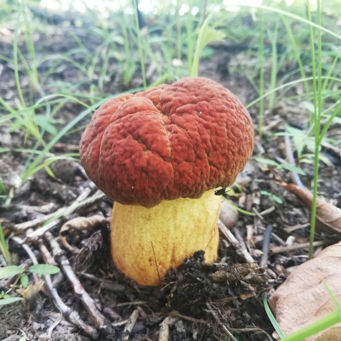 Гриб обабок