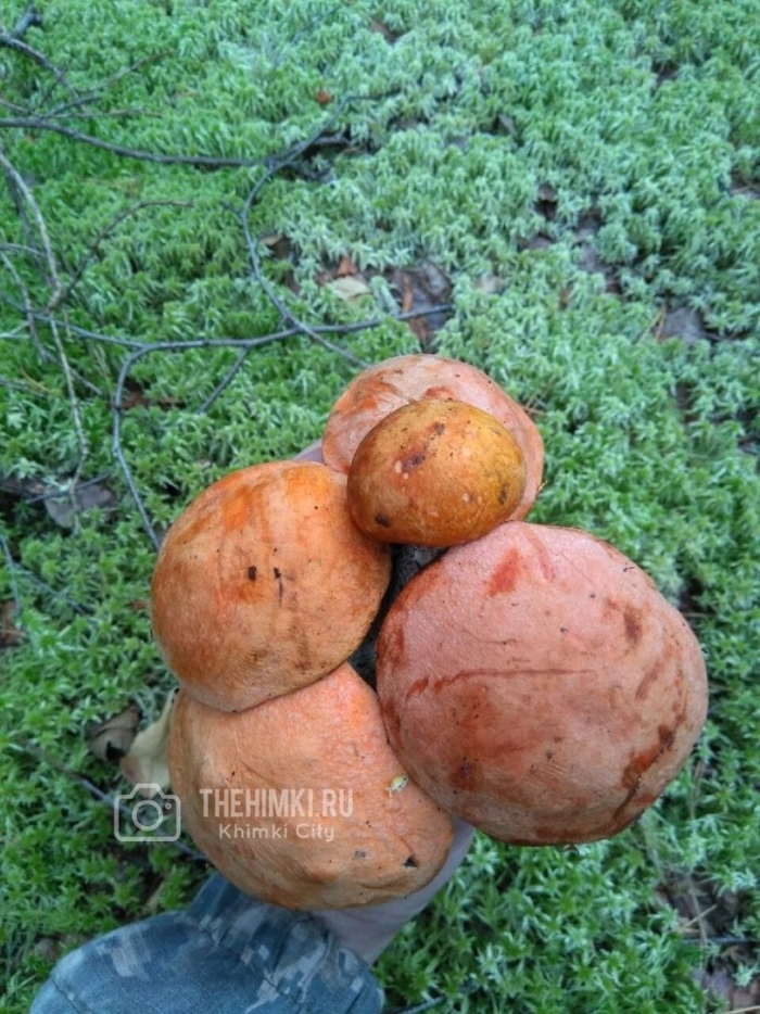 Грибник подмосковья