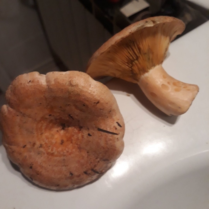 Рыжик сосновый боровой lactarius deliciosus
