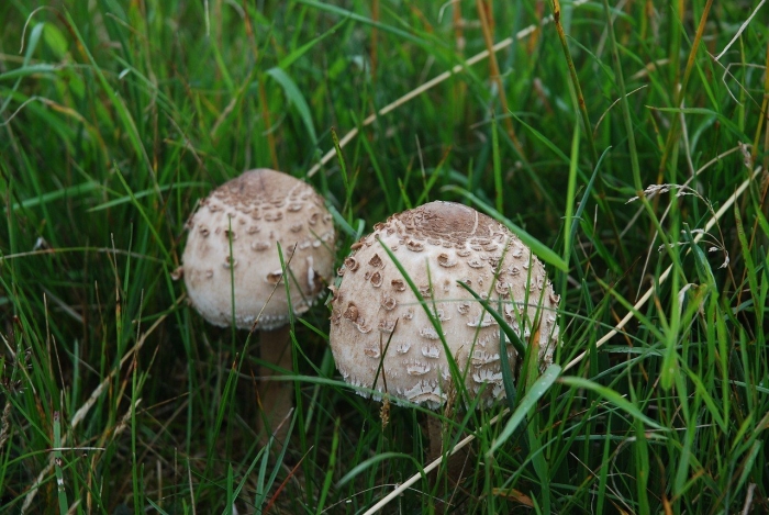 Гриб зонтик пёстрый macrolepiota procera