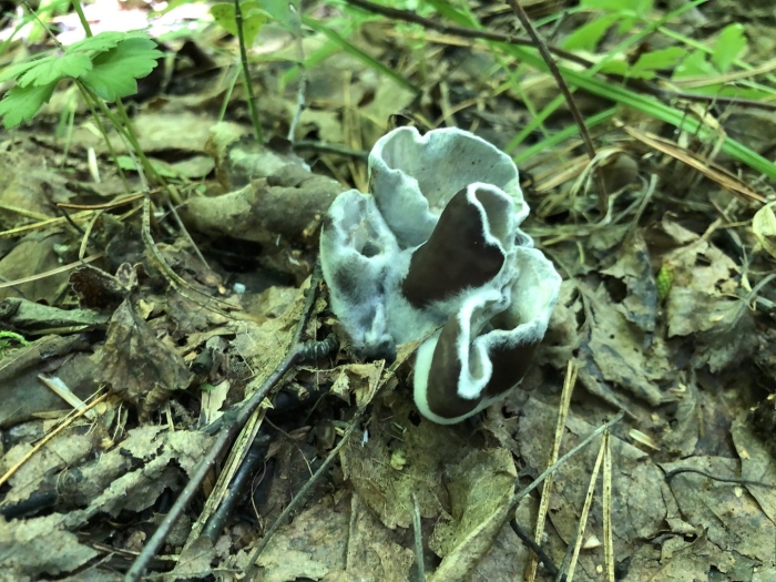 Вороночник рожковидный гриб