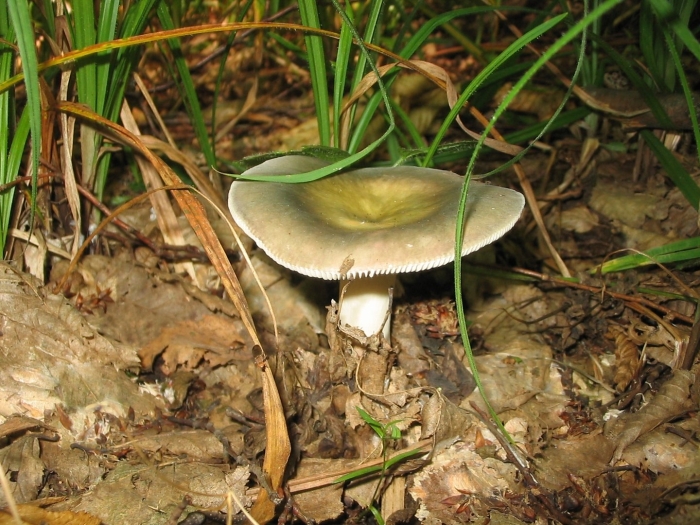 Сыроежка зелёная (russula aeruginea).