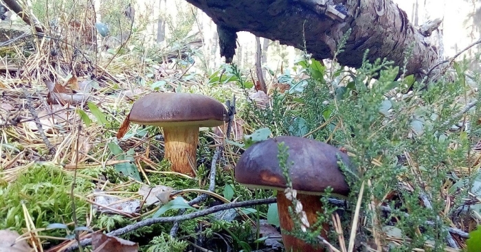 Гриб польский боровик