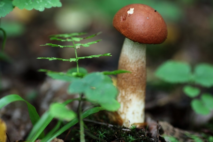 Подосиновик красноголовик