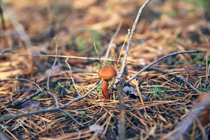 Ситник гриб