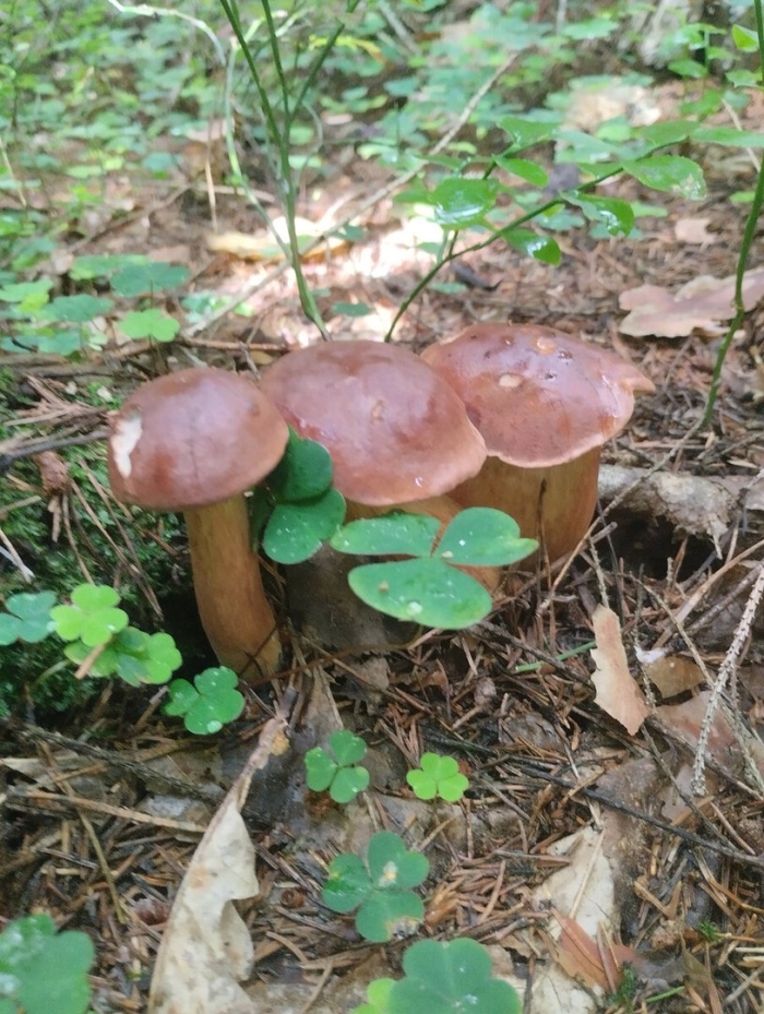 Польский гриб грибы