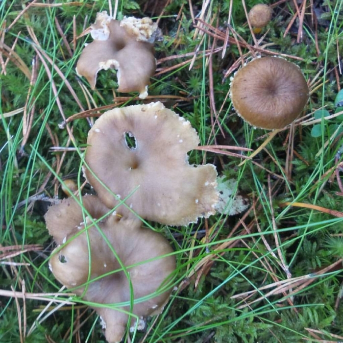 Говорушка бокаловидная pseudoclitocybe cyathiformis