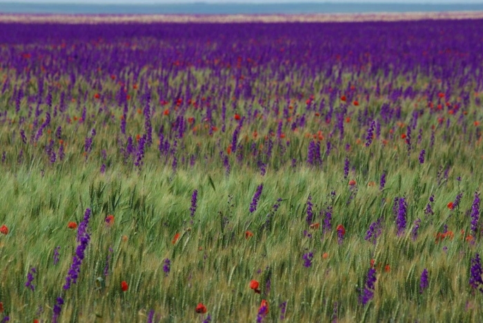 Аскания нова