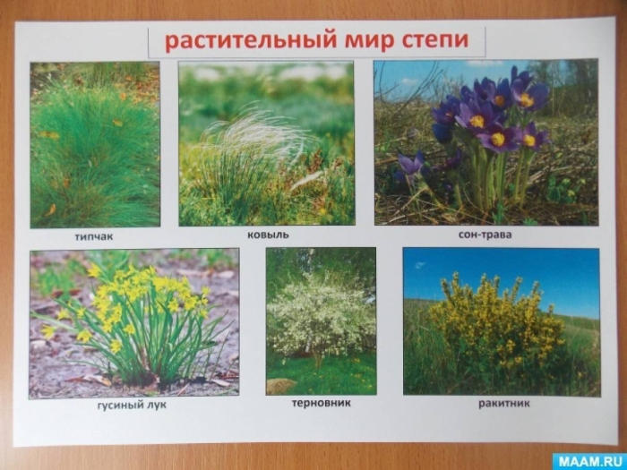 Растительный мир степи в россии