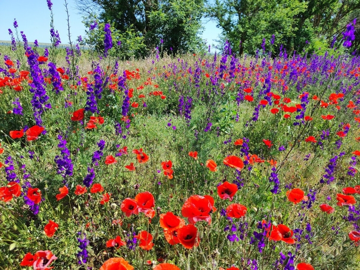 Синий цветок в степи крыма