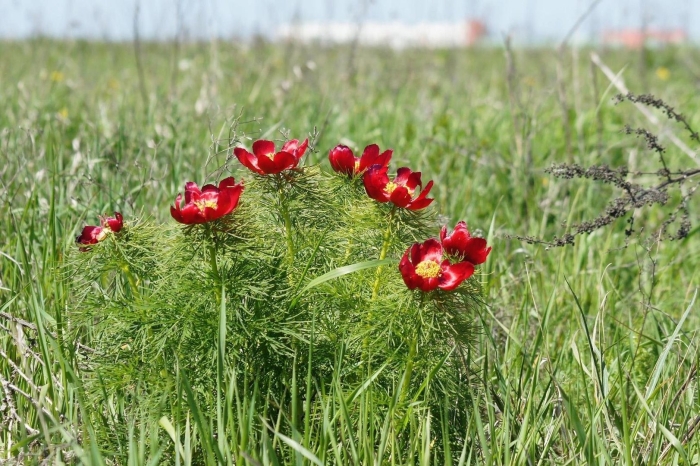 Степные растения