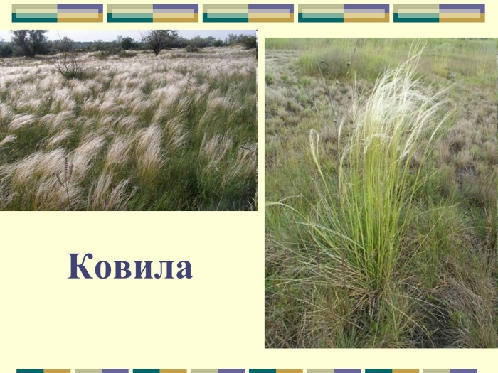 Растение степей