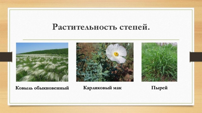 Зона степей класс окружающий мир