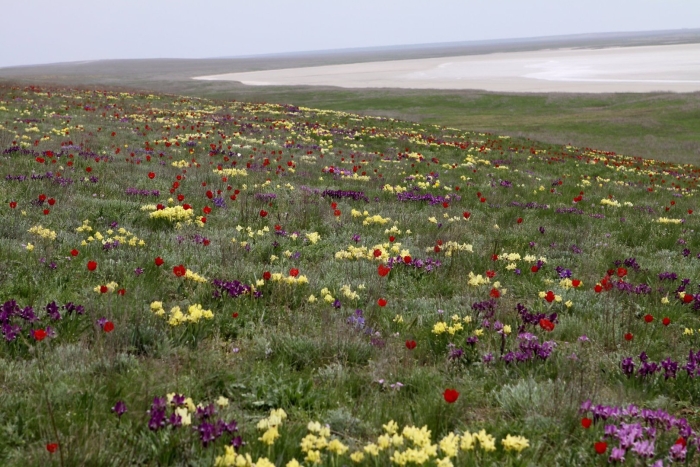 Маныч-гудило калмыкия тюльпаны