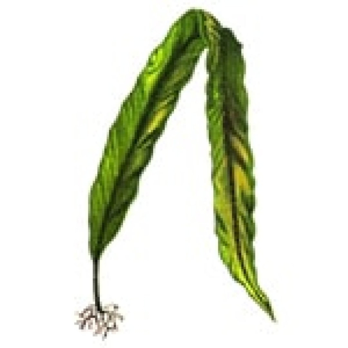 Строение водоросли ламинарии