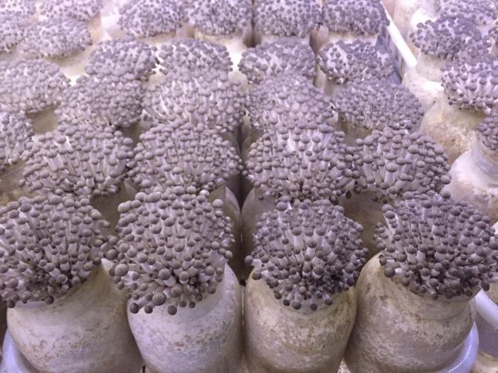 Грибная ферма вешенка