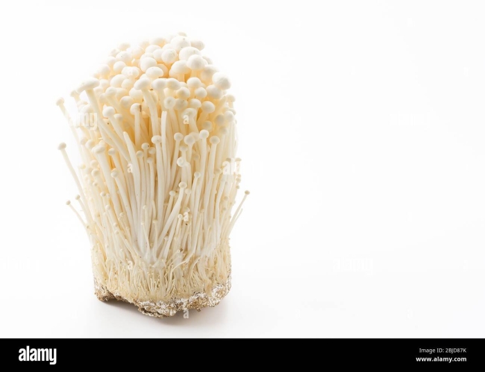 Эноки машрумс