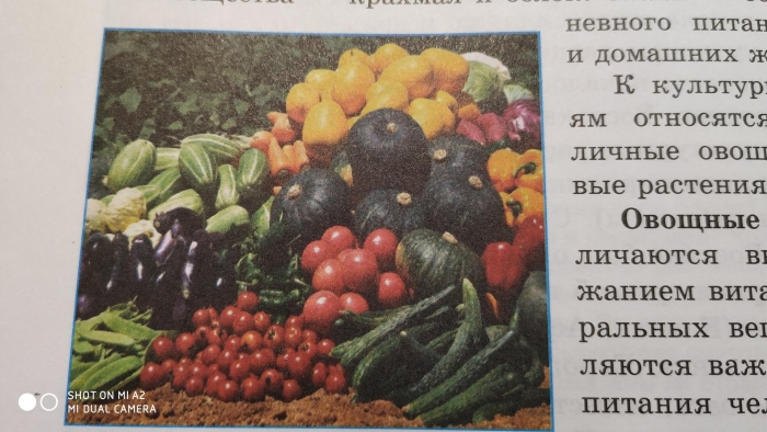 Богатый урожай