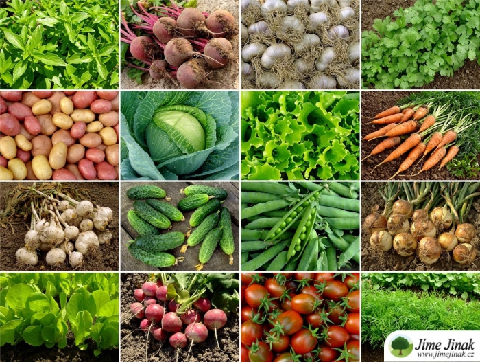 Овощные растения примеры