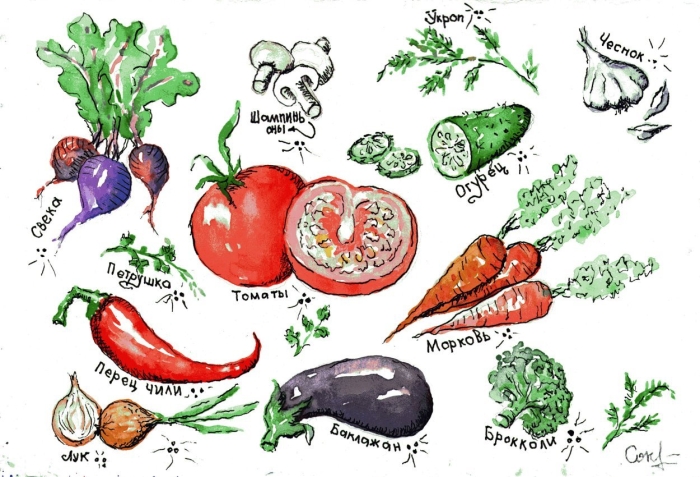 Овощи рисунки
