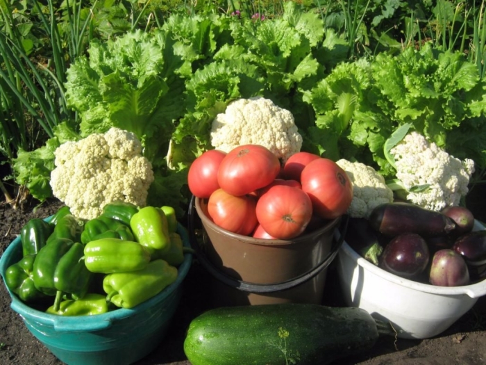 Овощные культуры