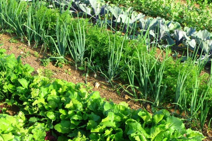 Овощи на грядке