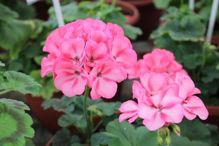 Пеларгония big eeze